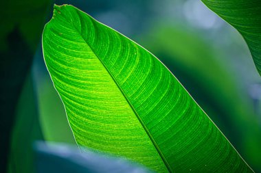 Arka planda parlayan yeşil yapraklar bokeh, yakın plan, arka plan. sürdürülebilirlik kavramı ESG, CSR, çevre bakımı, iş büyümesi.