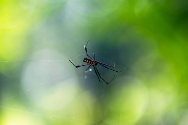 Örümcekler, sekiz bacaklı, hava soluyan eklembacaklılardır. İpek saçan zehir ve memecikleri enjekte edebilirler. Burada odak noktasında renkli bir örümcek var..