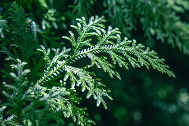 Young green leaves of fern in macro on World Environment Day or sustainability concept ESG, CSR, environmental care, business growth.