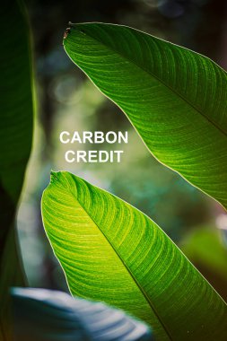 Karbon kredileri, çeşitli projelerin uygulanmasıyla azaltılabilen veya tecrit edilebilen sera gazlarının miktarını gösteren haklardır..