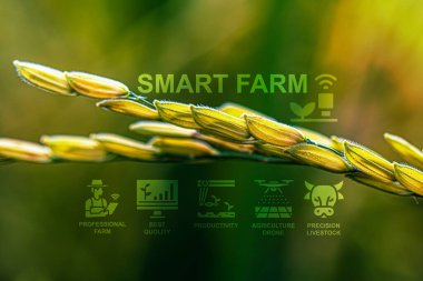 Akıllı tarım teknolojisi tarımsal uzmanlıkla karşılaşıyor. Hassas çiftlik hayvanları yönetimi ve tarım dronları verimliliği artırır. Modern tarım uygulamaları. Sürdürülebilir tarım alanında yenilik.