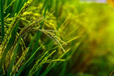 Pirinç tarlasında olgun pirinç, pirinç tarlaları mavi gökyüzünün altında. Pirinç tarlada yetişiyor.