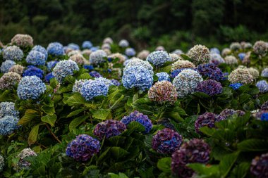 Yağmur mevsimi sonları, kış başları Chiang Mai, Tayland 'daki Hydrangea bahçesi.