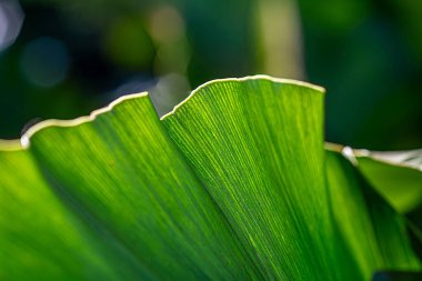 Odak Noktasında Yeşil Gelecek Esintisi Çevresel Sorumluluk