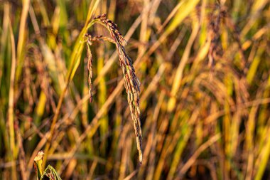 Doğal Hafif Hasat Pirinç Tarlasında Olgun Pirinç Tanelerini Kapat Güneş Fişeği Sürdürülebilir Tarım Konsepti ile Altın Çeltik Tarlası
