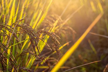 Doğal Hafif Hasat Pirinç Tarlasında Olgun Pirinç Tanelerini Kapat Güneş Fişeği Sürdürülebilir Tarım Konsepti ile Altın Çeltik Tarlası
