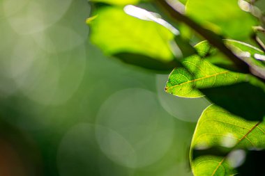 Güneş Işığı Yeşil Yapraklar ile Yumuşak Bokeh Arkaplan Taze Bahar Yaprakları Sabah Aydınlığında parlıyor Doğal Yeşil Bitki Yakın Çekim Rüya Işığı Çemberleri