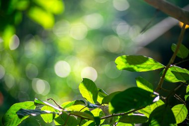 Güneş Işığı Yeşil Yapraklar ile Yumuşak Bokeh Arkaplan Taze Bahar Yaprakları Sabah Aydınlığında parlıyor Doğal Yeşil Bitki Yakın Çekim Rüya Işığı Çemberleri
