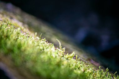 Doğal Işık Minimalist Orman 'da Ağaç Dalında Yeşiller Yosun Dokusunda Yosun Ayrıntıları Yosun Büyüyen Çürük Ahşap Serene Woodlan