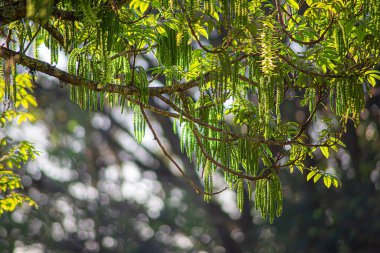 Altın Güneş Işığı Süzen Yeşil Ağaç, Güneş Altında Ceviz Ağacı Yaprakları Asılı Catkins Doğa Arkaplanı: Güneş Işığı Bokeh ve Yeşil Orman Tepesi