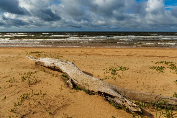 Baltık Denizi kıyısındaki kumlu sahilde dramatik bulutlar altında sürüklenen dalgalar ve doğal dokuları olan barışçıl kıyı manzarası doğa, seyahat ve çevre kavramları için idealdir.