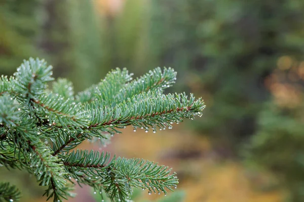 Ormanda çiy damlaları olan yeşil bir ladin dalına yakın çekim, vahşi doğanın tazeliğini, saflığını ve doğal güzelliğini simgeliyor.