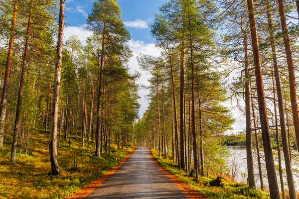 Sonbaharda İskandinav çam ormanlarında altın güneş ışığı ve mavi gökyüzü, huzurlu doğa manzarası seyahat, yürüyüş ve açık hava macera temaları için mükemmel.