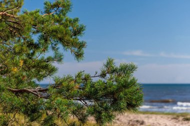 Sahil kenarındaki yeşil çam ağacı dalları berrak mavi bir gökyüzünün altında, yaz havası ve doğal güzelliklerle huzurlu kıyı manzarası.