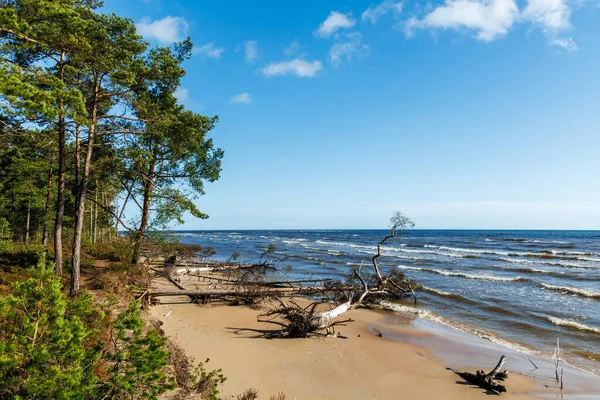 Dalgalar kumlu sahili yıkarken, çam ağaçları ve devrilmiş gövdelerle kıyı aşınma sahnesi. İklim etkisini ve çevresel değişimi gösteren doğa manzarası