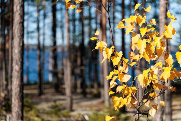 Altın sonbahar yaprakları güneş ışığında bir orman gölünün yanında. Ön planda sarı yapraklar olan keskin huş dalları ve mavi su ve ağaçlardan oluşan yumuşak boke, huzuru ve mevsimsel güzelliği simgeliyor..