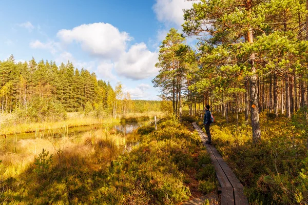 Güneşli bir sonbahar gününde İskandinav çam ormanlarında ahşap bir yolda yürüyen gezgin, mavi gökyüzü, bulutlar ve ılık altın ışıkla huzurlu doğayı keşfediyor.