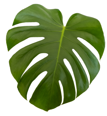 Koyu yeşil İsviçre Peynir bitkisi, Monstera bitki yaprağı, şeffaf arkaplanda izole görüntü. 