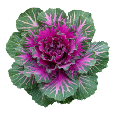 Süslü lahana ya da lahananın kırmızı, pembe ve yeşil renkli gölgeleri, brassica oleracea, üst görüş, şeffaf arkaplanda izole görüntü