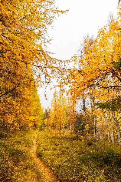Kuzey Avrupa 'da parlak sarı tarla kuşları ve huş ağaçlarıyla dolu canlı bir sonbahar ormanı yolu. Parlak, sisli bir gökyüzünün altında dar bir patika vahşi doğada esiyor..