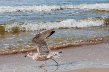  Martı Kumsaldan Kalkıyor Deniz Dinamik Vahşi Yaşam Fotoğrafları Dalgalar ve Hareketli
