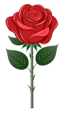 Yeşil yapraklı kırmızı gül ve şeffaf arkaplanda dikenler