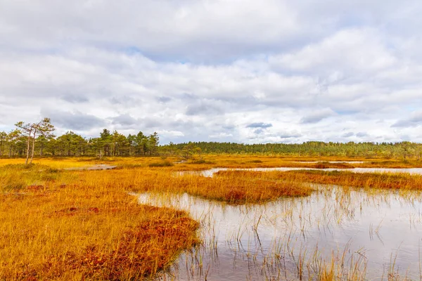 Bir turba bataklığının manzaralı sonbahar manzarası. Altından bataklık otları ve durgun su havuzları bulutlu bir gökyüzünün altındaki çam ormanına çıkıyor.