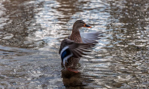 Vahşi dişi yaban ördeği (anas platyrhynchos) kanatlarını sığ, dalgalanan su kanatlarında hareket bulanıklığı, mavi spekulum tüylerini sergiliyor