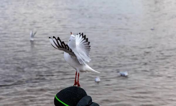 Kara kafalı martı (krokosefalus ridibundus) bulanık su arka planına sahip bulutlu bir günde örülmüş bir kış şapkasını çıkarmaya hazırlanıyor.