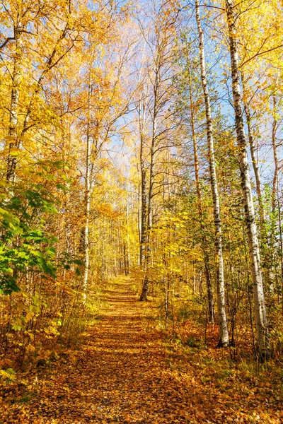 Sunny Autumn Forest Yolu Altın Yapraklarla kaplı Uzun Huş ağaçlarıyla kaplı - Manzaralı Sonbahar Yürüyüş Yolu