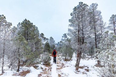 Yürüyüşçü kışın karlı bir orman patikasında yürüyor. Buzla kaplı ağaçlarla huzurlu doğa sahnesi, yalnızlık, macera ve soğuk mevsimsel bir arazide açık hava keşfi.