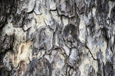 Siyah ve gri soyut doğal çizgilerle ağaç kabuğunun yakın görüntüsü.