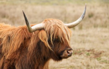 Güzel kahverengi bir dişi İskoç İskoç ineği otlak bir tarlada duruyor, doğal ışık altındaki mesafeye bakıyor.