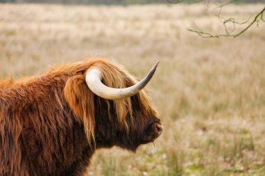 Güzel kahverengi bir dişi İskoç İskoç ineği otlak bir tarlada duruyor, doğal ışık altındaki mesafeye bakıyor.