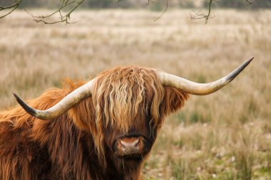 Gözler görünmüyor ama İskoç dağlı kameraya bakıyor, yaklaş.