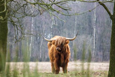 Çimlerin üzerinde duran güçlü, kahverengi İskoç bir inek, ön plandaki uzun otların yumuşak bir odak noktasından görülüyor.