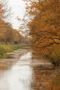 Wijster 'ın Drenthe köyünde çekilen sakin ve atmosferik bir sonbahar sahnesi. Ağaçlar turuncunun koyu tonlarında güzelce renklendirilmiş. Sıcak, mevsimsel bir parıltı yaratıyor. Kompozisyon, mesafeyi net bir şekilde görebileceğimiz sessiz ve durgun bir an sunuyor.