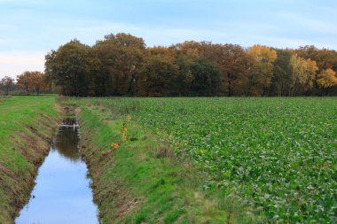 Yatay bir manzara fotoğrafı, sol tarafı boyunca uzanan dar bir hendek ve sağ tarafta ekili ekinlerle huzurlu bir kırsal manzara yakalıyor. Sonbahar mevsimine rağmen, gökyüzü açık mavi, karanın sıcak tonlarına taze bir kontrast ekliyor.