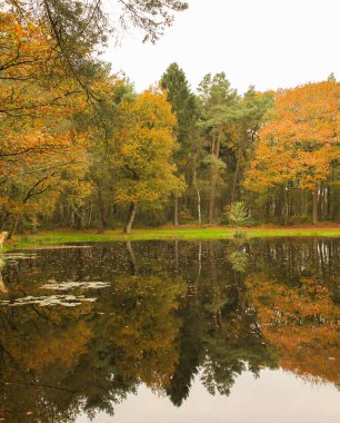Ön planda, arka planda canlı bir ağaç çizgisi olan, tamamen sonbahar renklerine daldırılmış huzurlu bir gölet. Turuncu, sarı ve kırmızı renkler sıcak ve davetkar bir atmosfer yaratır.