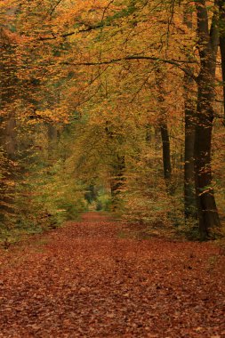 Derin kırmızı yapraklarla kaplı sakin bir sonbahar ormanı yolu sıcak ve dokulu bir ön plan oluşturur. Patikanın üzerinde, ağaçlar parlak sarı yapraklar sergiliyor. Yerdeki zengin tonlarla güzel zıtlıklar oluşturan canlı bir gölgelik oluşturuyor.