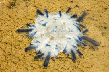 Karaya oturmuş, ölmüş Porpita Porpita porpita denizanasının kıyıya vurduğu yakın çekim görüntüsü. Ayırt edici dairesel şekli ve şeffaf mavi tonları etrafındaki kumla tezat oluşturuyor. Bu detaylı doğa çekimi narin ve benzersiz organizmayı vurgular.