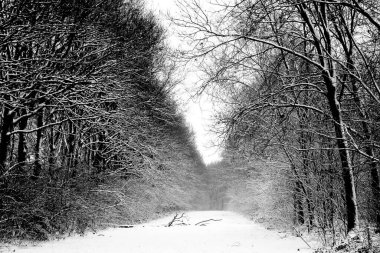 Karla kaplı açık bir alanı olan sakin bir kış ormanı. Ön plandaki bir dal derinlik ekler, boş alan ise sakin bir atmosfer yaratır ve metin için yeterli kopya alanı sunar