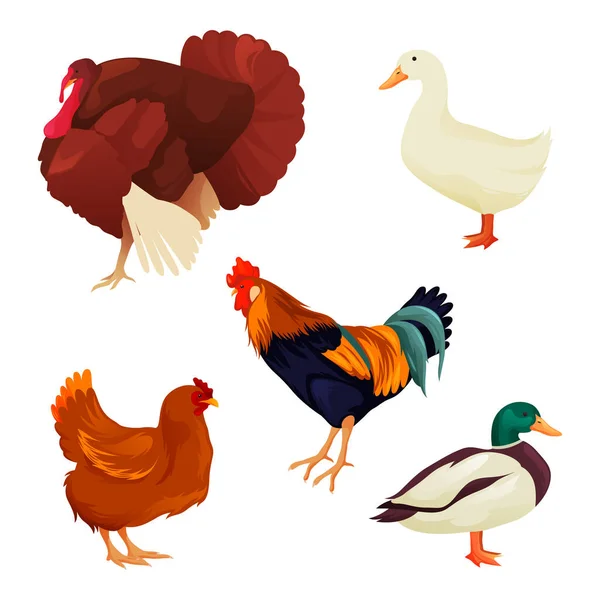 Juego de aves de corral, aves domésticas o aves de corral — Vector de stock