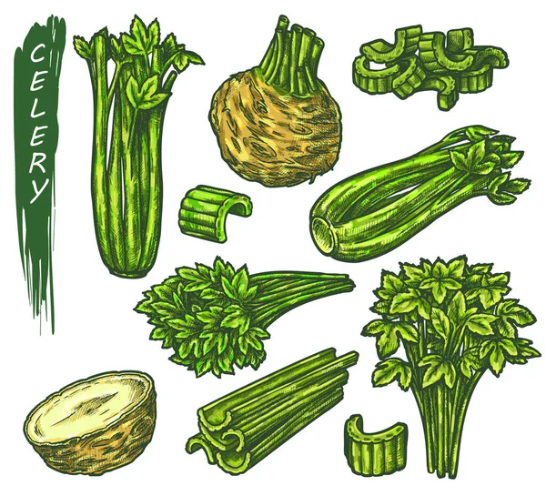 Set di icone di sedano, schizzo di pianta vegetale verde — Vettoriale Stock