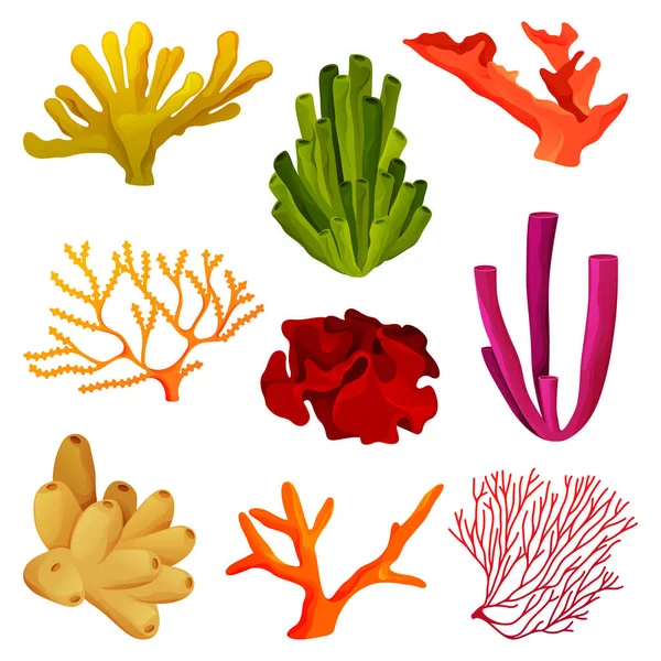 Corais ou elementos de recifes de coral, vida selvagem subaquática —  Vetores de Stock