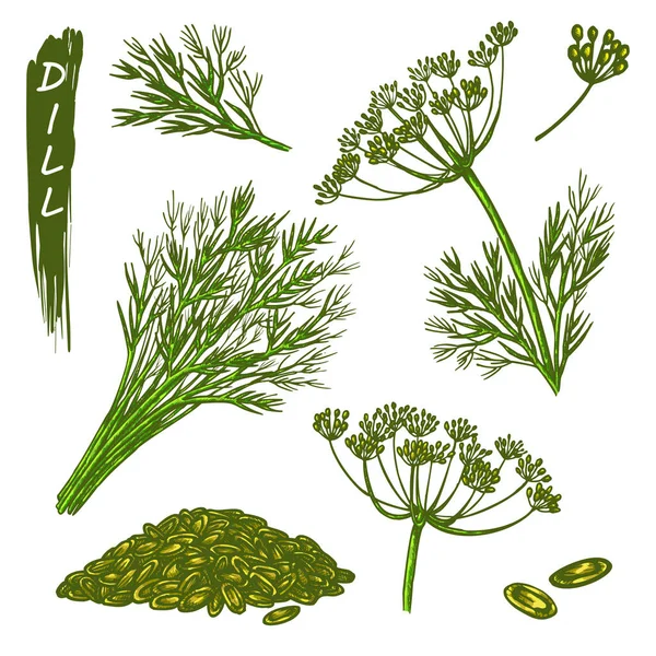 Croquis plante d'aneth, herbes et épices — Image vectorielle