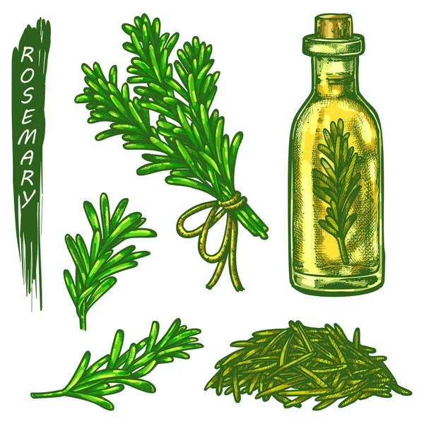 Rosemary skiss element, färska och torra krydda — Stock vektor