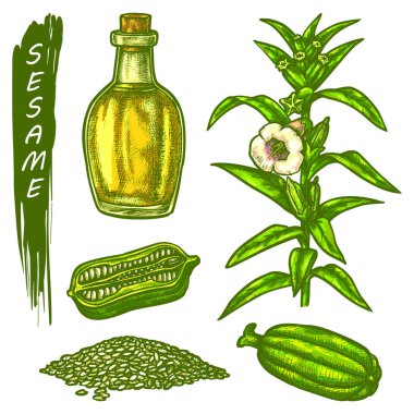Susam rengi çizimi, tohumlar ve yağ simgeleri