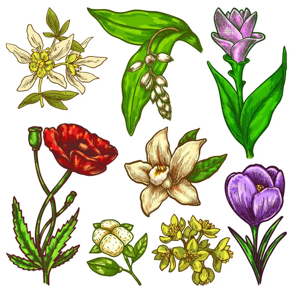 Desenho de flores desenhadas à mão, conjunto floral vetorial — Vetor de Stock