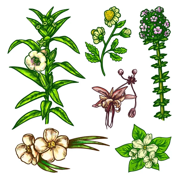Handgezeichnete Blumenskizze. Vektor-Umrisssymbole — Stockvektor